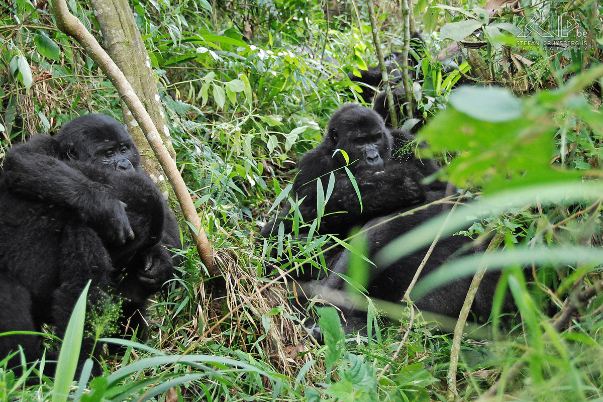 Bwindi - Gorilla's We zien in totaal 9 gorilla's waarvan de meesten zich verschuilen in het dichte woud. Stefan Cruysberghs
